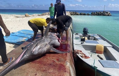 ދެބަފައިން މަހަށް ނުކުމެ 347 ކިލޯގެ ހިބަރެއް ބާނައިފި!