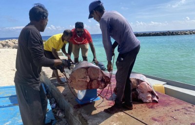 ދެބަފައިން މަހަށް ނުކުމެ 347 ކިލޯގެ ހިބަރެއް ބާނައިފި!