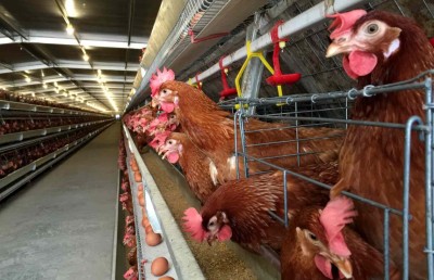 ދޫނި ރޯގާ ޖެހިގެން ފުރަތަމަ ފަހަރަށް މީހަކު މަރުވެއްޖެ