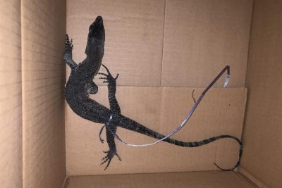 ރާއްޖޭގައި އާންމު ނޫން ވައްތަރެއްގެ ބޮނޑެއް ފެނިއްޖެ