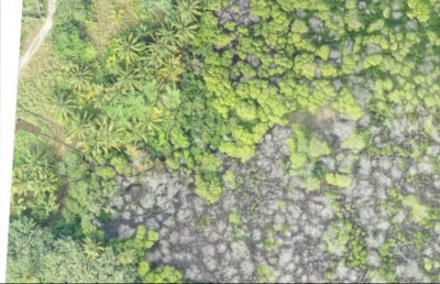 މަރުވަމުންދާ ކެލާގެ ކަނޑޫފަލަށް އާ އުންމީދެއް!