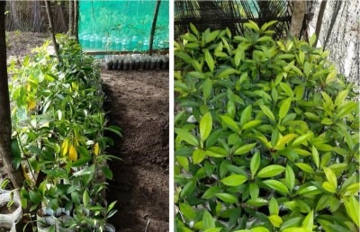 މަރުވަމުންދާ ކެލާގެ ކަނޑޫފަލަށް އާ އުންމީދެއް!