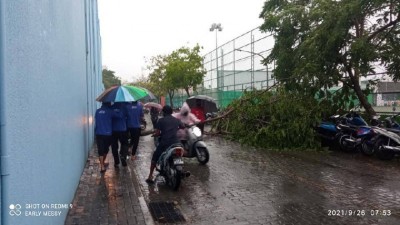 ގަދަ ވަޔާއެކު އަމީނީ މަގުގައި ހުރި ގަހެއް ވެއްޓި، މަގު ބަންދުވެއްޖެ