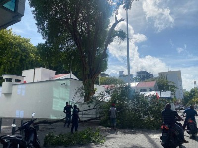 މެދު ޒިޔާރާތް ގޯތި ތެރޭ ހުރި ގަސް ކަނޑާލައިފި