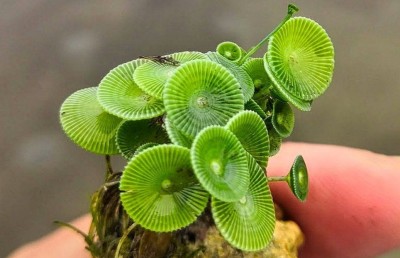 އަލަށް ފެނުނު އަލްގީއަކަށް މާމެއިޑްއާ ގުޅުވައި ނަން ދީފި