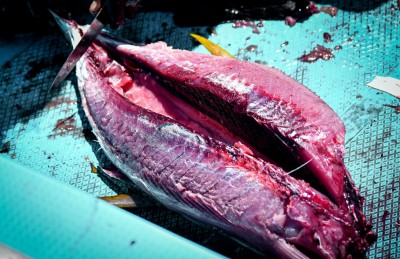 ކެމިިކަލް ބޭނުންކޮށްގެން މަހުގެ ކުލަ ހިފަހައްޓާތީ ސަމާލުވުމަށް އެދެފި