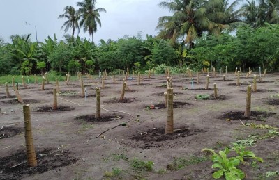 ކާށިދޫގައި 115 ފަޅޯގަސް ކަނޑާލައި ގެއްލުން ދީފި