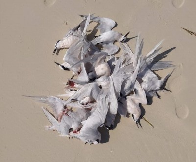 ހިމާޔަތްކޮށްފައިވާ ދޫނިތަކެއް ސީޕްލޭނެއްގައި ޖެހި މަރުވި މައްސަލަ ދަނީ ބަލަމުން: އީޕީއޭ