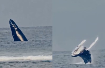 އެންމެން ޖާދޫގައި ޖައްސަމުން ބޮޑުމަސް ފ. އަތޮޅަށް