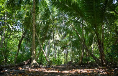 "ފީބޯ ވަޅު" ހޯދަން ކުޑަދޫގައި