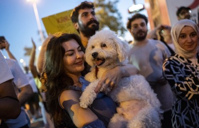 ތުރުކީގެ މަގުމަތީގައި އުޅޭ ކުއްތާތައް ގިނަވެ، ގާނޫނެއް ހަދަނީ!