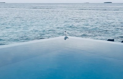 މަލައިކާ ރާއްޖެ އަތުވެއްޖެ، ރިސޯޓުން ހޫނު މަރުހަބާއެއް