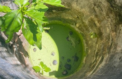 ރަސްގެތީމު ބޮޑު ވަޅު ކާށިދޫ ކަނޑާ ގުޅިފައި؟