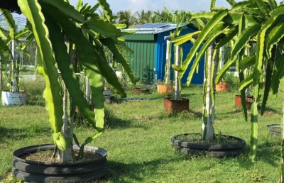 އެނބުރެމުން ގޮސް ދަނޑަށް، މިހާރު އެއީ "ޒުވާން ދަނޑުވެރިޔާ"