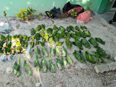 ދިރޭ ތަކެތި މަރަން ދީފައިވާ ހުއްދަތައް ބަދަލު ކުރަން ޖެހޭ: އީޕީއޭ