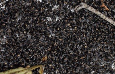 ތިލަފުށީގެ ބޮޑު ބަދަލު