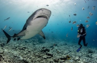 ވޮލީ ކޯޓާ ދުރަށް ގޮސް ކަނޑު އަޑިއަށް!