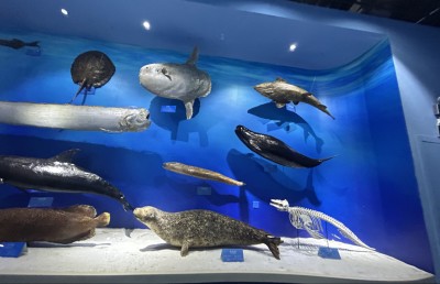 އާބާދުނުވި ޗަކަގަނޑެއް ތިމާވެއްޓާއި ތަރައްގީގެ ރަމްޒަކަށް!