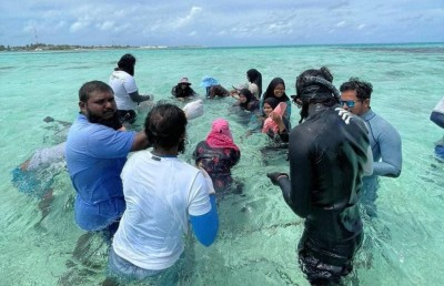 ހޯޑެއްދޫ ވިލު ތެރޭގައި "މުރަކައިގެ ބަގީޗާއެއް"