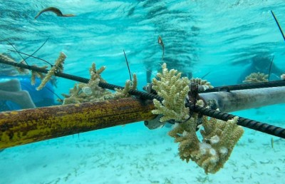 ހޯޑެއްދޫ ވިލު ތެރޭގައި "މުރަކައިގެ ބަގީޗާއެއް"