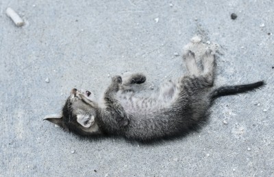 ގައްދޫގައި ބޭސް ބޭނުންކޮށްގެން ބުޅާ މަރާ މައްސަލަ ބޮޑުވެއްޖެ