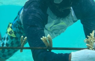 ހޯޑެއްދޫ ވިލު ތެރޭގައި "މުރަކައިގެ ބަގީޗާއެއް"