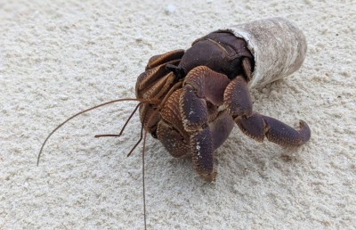 ބަރަވެއްޔަށް ވެސް ޕްލާސްޓިކް ނޫން ގޮތެއް ބޭނުންވެއްޖެ