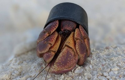 ބަރަވެއްޔަށް ވެސް ޕްލާސްޓިކް ނޫން ގޮތެއް ބޭނުންވެއްޖެ