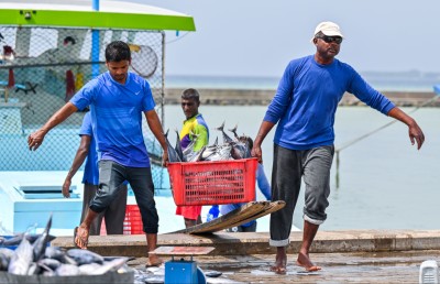މިފްކޯއަށް މަސްކިރާ ދޯނިތަކަށް 10 ޓަނުގެ އައިސް ކްރެޑިޓަށް ދެނީ