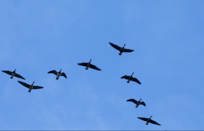 މިއީ ދޫނިތައް ހިޖުރަކުރާ ދުވަސްވަރު، ގޯނާކޮށްފި ނަމަ ފިޔަވަޅު އަޅާނަން: އީޕީއޭ