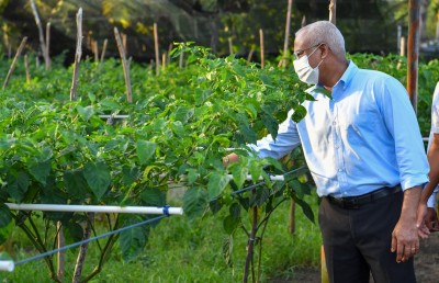 ރާއްޖޭގައި އުފެއްދޭ ތަރުކާރީގެ ބާވަތްތައް ބޭރުން ގެންނަ ނަމަ އިމްޕޯޓު ޑިއުޓީ ބޮޑުކުރަނީ