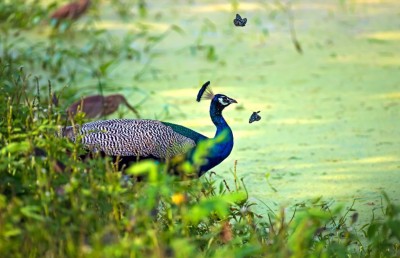 ލަންކާއިން ކޮކާލާއި ފަނިފަކުސަ ބޭރުކުރަން އުޅުނު ދެބަފައިން 200،000 ޑޮލަރުން ޖޫރިމަނާ