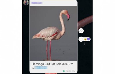 ރާއްޖެ އައި ފްލެމިންގޯތަކެއް ހިފައި، 30،000ރ. އަށް ވިއްކަނީ