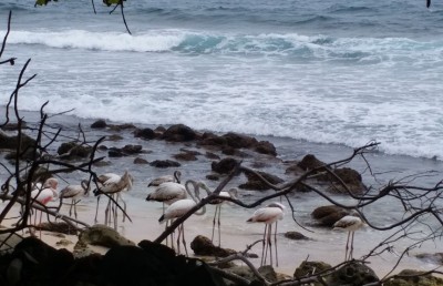 ފިޔަ ކޮށައި ވިއްކަން އުޅުނު ފްލެމިންގޯ އުޅެން ހާއްސަ ރަށެއް!