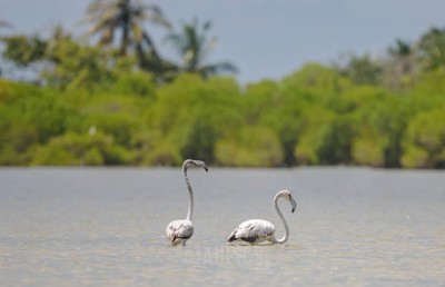 ފިޔަ ކޮށާލި ފްލެމިންގޯގެ ހާލު ވަރަށް ދެރަ