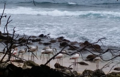 ފްލެމިންގޯ އަށް ވުރެ އަހަރެމެންގެ ނަސީބު ދެރަ؟