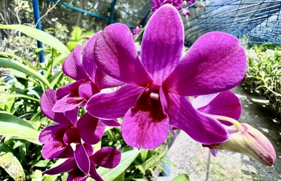 ކަނުހުރާގެ 16،000 ގަހުގެ އޯކިޑް ބަގީޗާ