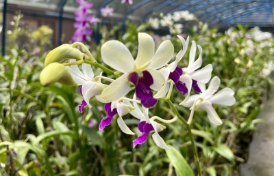 ކަނުހުރާގެ 16،000 ގަހުގެ އޯކިޑް ބަގީޗާ