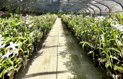 ކަނުހުރާގެ 16،000 ގަހުގެ އޯކިޑް ބަގީޗާ