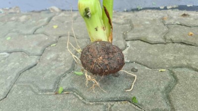 ސިހުރު ކަމަށް ބެލެވޭ އެއްޗެއް ލިޔެފައިވާ ހިއްތަލަ ގަހެއް އާސަހަރާއިން ފެނިއްޖެ