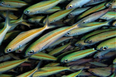 މަހުގެ ވަށައިގެން ހިނގާ ކަންތައްތައް ދެނެގަތުމަށް ބޭނުންކުރާ ހިއްސުތައް