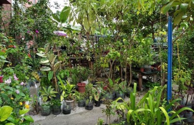 ފްލެޓްތައް ކައިރީގައި ހެއްދި ބަގީޗާ ގަސްތައް އެޗްޑީސީން ނަގަނީ