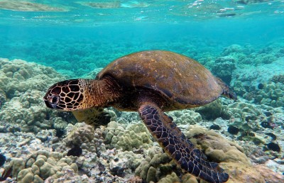 ގާނޫނާ ހިލާފަށް ގެންނަ ދިރޭތަކެތި ނައްތާލުމާއި ފޮނުވާލުމުގެ ހަރަދު  އެ ތަކެތި ގެންނަ ފަރާތަކުން ދޭންޖެހޭ ގޮތަށް ހަދައިފި