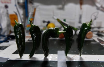 ޖައްވީ ސްޓޭޝަންގައި މިރުސް ވެސް ހައްދައިގެން ކައިފި