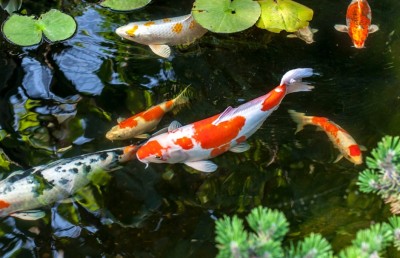 އަވައްޓެރިއެއްގެ ފެންގަނޑަކުން ވަގަށް މަސް ނެގި މީހަކު ހަތަރު މަހަށް ޖަލަށް