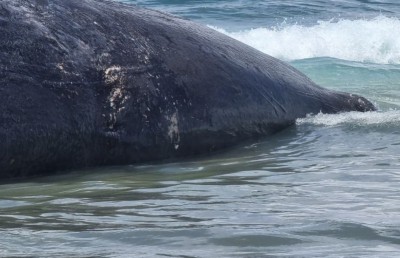 މަރުވެފައި އޮތް ބޮޑު މަހެއް ހިތަދުއަށް ލައްގައިފި