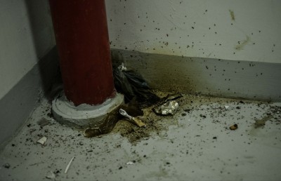 ފޮޓޯ ސްޓޯރީ: ހިޔާ ޓަވަރުތައް ޑްރަގްގެ ކިއްލާއަކަށް!