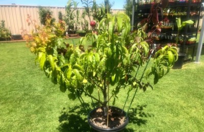 އެއް ގަހަކުން 10 ވައްތަރެއްގެ މޭވާ، މިއީ ރެކޯޑެއް