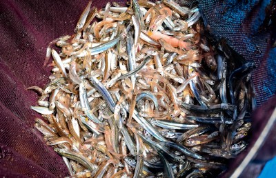 ފޮޓޯ ސްޓޯރީ: ހުރިހާ އެމެއް ކަހާލައިގެން ގެނެސް މިއޮއް ވިއްކަނީ