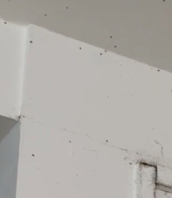 ގުރައިދޫ މަރުކަޒުގެ ވޯޑެއް ތަންމަކުނުން ފުރިފައި!